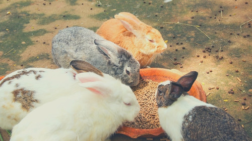 Best Pellets for Rabbits