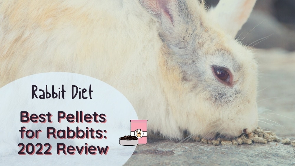 Best pellets for rabbits 2022 review