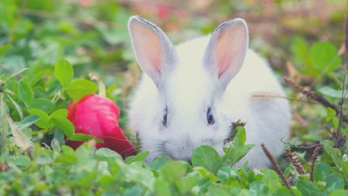 Can Baby Bunnies Eat Bell Peppers