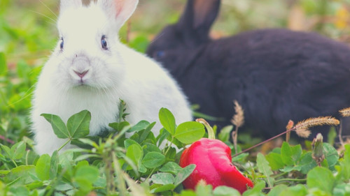 Can Bunnies Eat Red Bell Peppers?