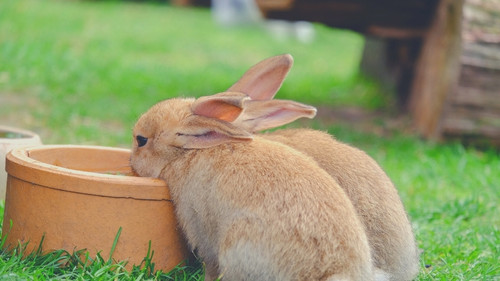 Can rabbits drink orange juice?