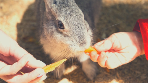 Can rabbits eat cooked or processed mango