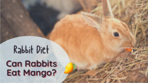 Can rabbits eat mango