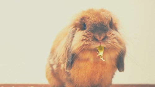 Can rabbits eat orange leaves