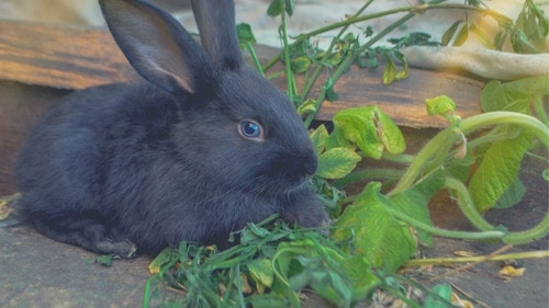 Can rabbits eat pumpkin leaves