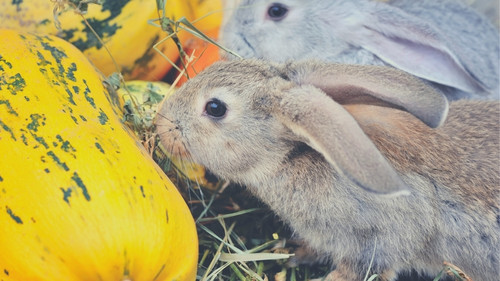 Can rabbits eat pumpkin rind