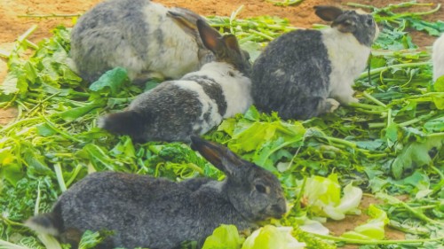 Can rabbits eat radish tops and leaves