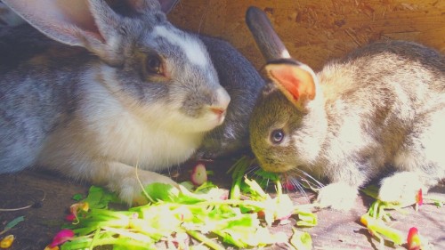 Can rabbits eat raw radishes