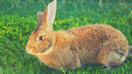 Do Flemish Giant Rabbits Make Good Pets for Kids