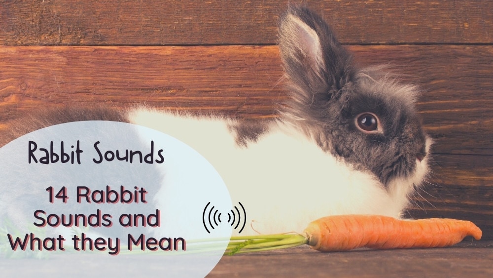 Do Rabbits Make Noise - 14 Rabbit Sounds and What They Mean