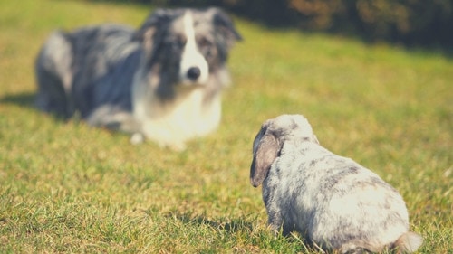 Dogs That Are Good With Rabbits