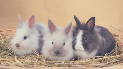 Dwarf Rabbit Breed Size & Weight