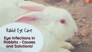 Eye Infections in Rabbits - The Causes and Solutions