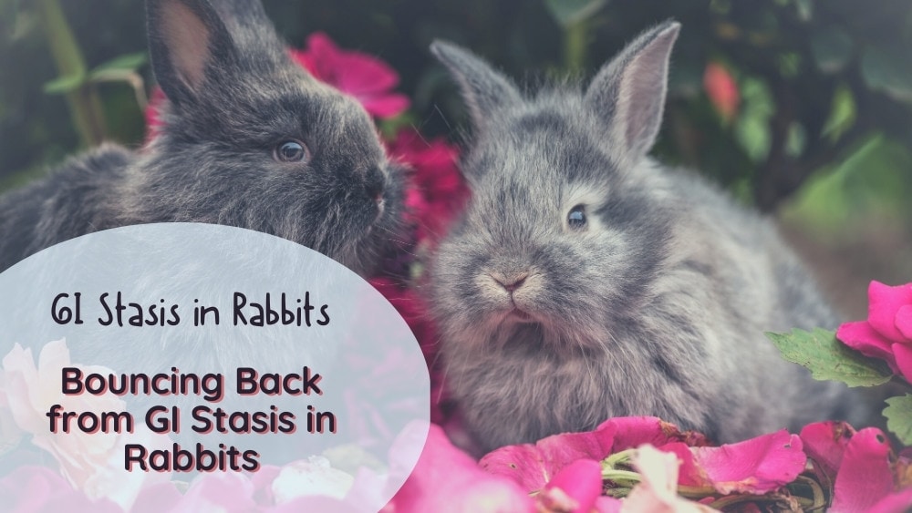 GI stasis in rabbits: all you need to know