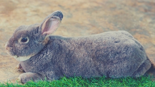 Giant Rabbit Breed Size & Weight