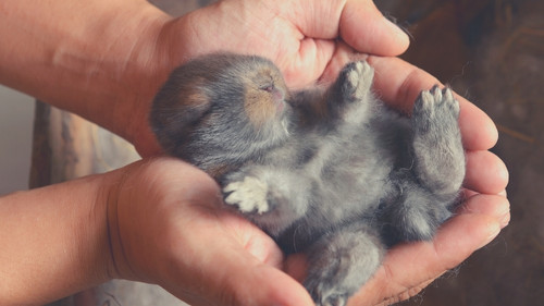 How Big are Baby Rabbits
