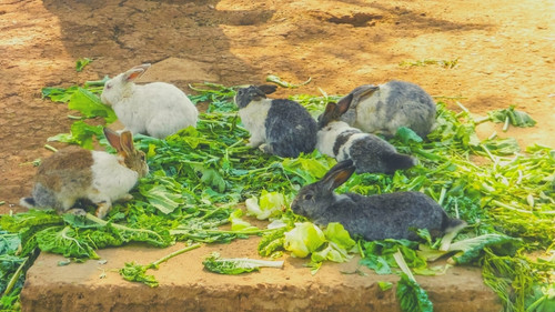 How Do Pet Rabbits Get GI Stasis