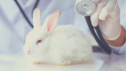 How Do You Know if Your Pet Rabbit Has Gastrointestinal Stasis - Bloating