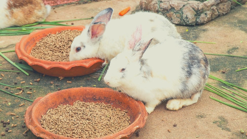 How Many Pellets Should You Feed Your Rabbit