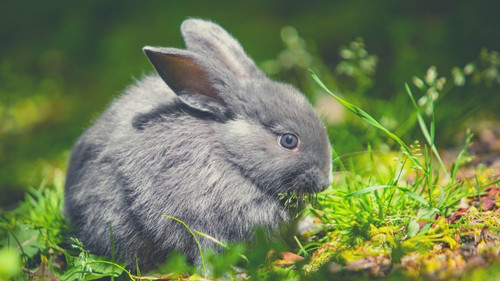 How a healthy rabbit GI tract functions