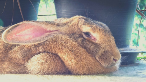 How do you bond with a Flemish Giant rabbit