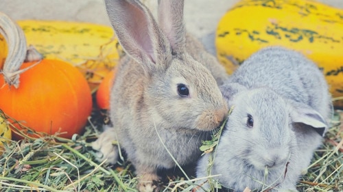 How to Feed Pumpkin to Your Rabbit