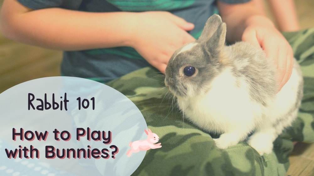How to Play With Bunnies