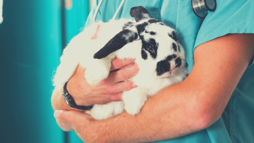 Is Neutering or Spaying Safe for Rabbits?