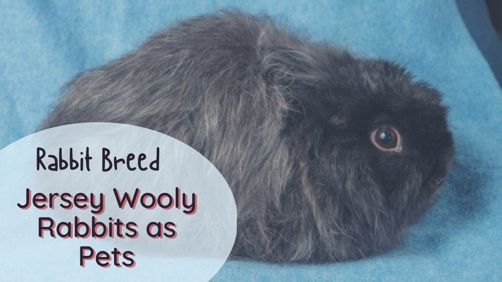 Jersey wooly rabbits as pets
