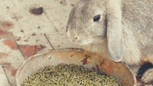 Oxbow Essentials Adult Rabbit Food