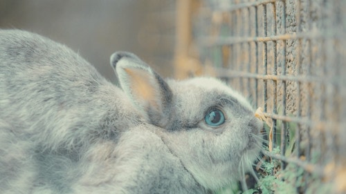 Rabbit Aggressive Body Language - Cage Chewing or Gnawing