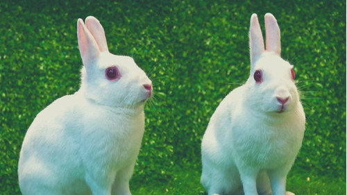 Rabbit Breeds That Stay Small - Britannia Petite