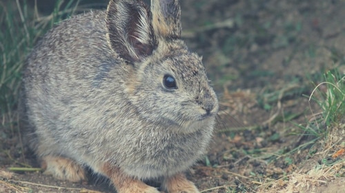 Rabbit Breeds That Stay Small - Columbia Basin Pygmy