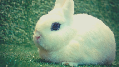 Rabbit Breeds That Stay Small - Dwarf Hotot
