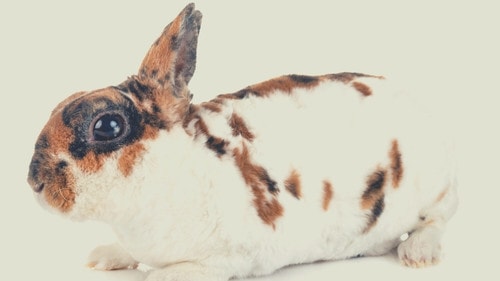 Rabbit Breeds That Stay Small - Mini Rex