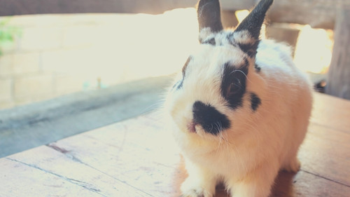 Rabbit Breeds That Stay Small - Netherland Dwarf