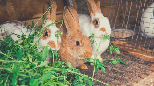 Rabbit GI stasis survival rates