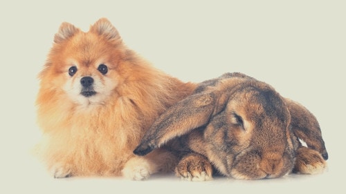 Rabbits and Dogs Spaying and Neutering