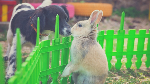 Rabbits-and-Dogs-What-You-Need-to-Know