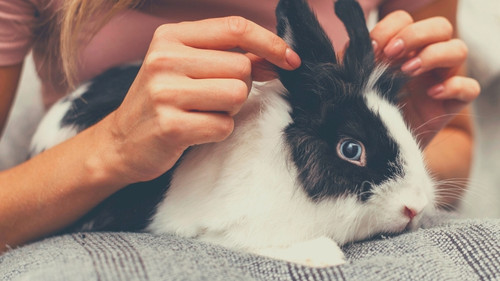 Relational Rabbit Body Language - Asking for Petting