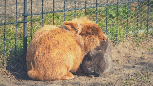 Relational Rabbit Body Language - Mounting
