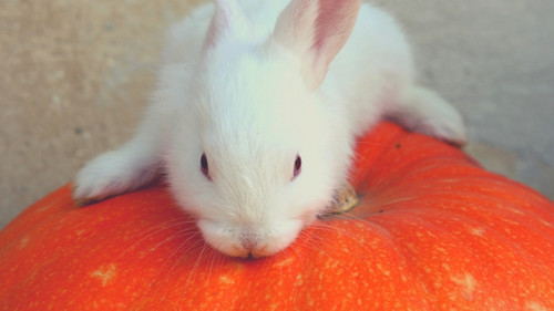 Risks Associated With Feeding Pumpkin to Your Rabbit