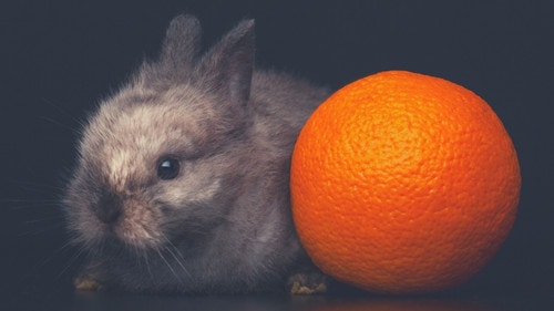 Risks of Feeding Oranges to Rabbits