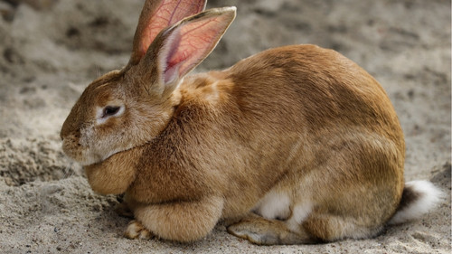 The biggest breed of rabbit in North America is the Flemish Giant.