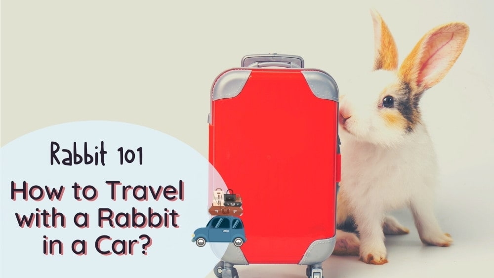 Traveling with a rabbit - bunny in a car