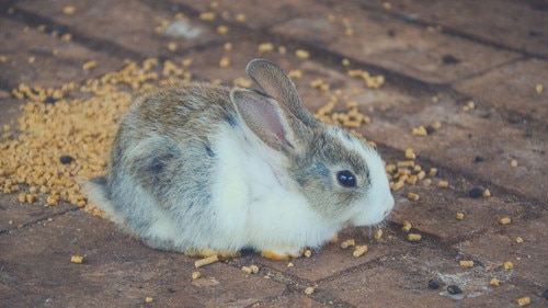 What to Look for in Rabbit Pellets