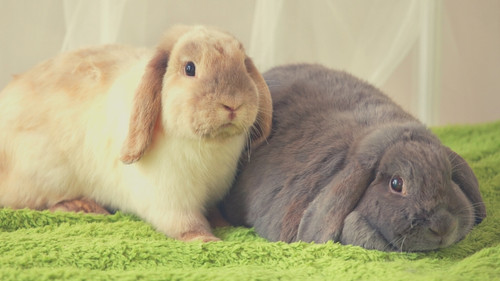 When can you neuter or spay your pet rabbit