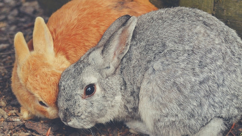 When can you neuter or spay your pet rabbit