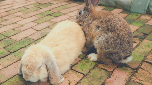 When is it dangerous to neuter or spay a rabbit?