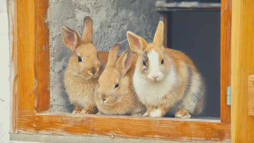 When is it dangerous to neuter or spay a rabbits